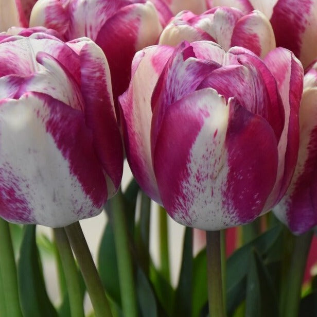 Buy Tulipa 'Hotpants' Bulbs online UK