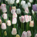 Buy Tulipa 'Hugs and Kisses' Bulbs online UK