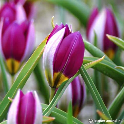 Buy Tulipa humilis 'Persian Pearl' Bulbs online UK