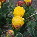 Buy Tulipa 'Ice Cream Banana' Bulbs online UK