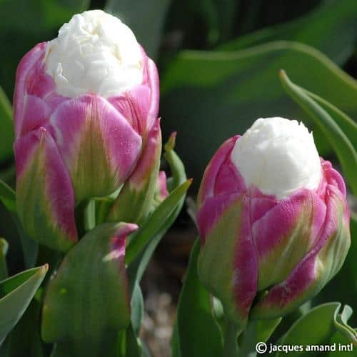 Buy Tulipa 'Ice Cream' Bulbs online UK
