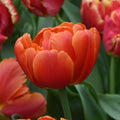 Buy Tulipa 'Icoon' Bulbs online UK