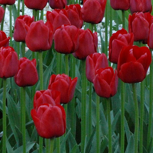 Buy Tulipa 'Ile de France' Bulbs online UK