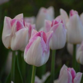 Buy Tulipa 'Infinity' Bulbs online UK