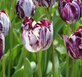 Buy Tulipa 'Insulinde' Bulbs online UK