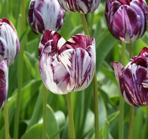 Buy Tulipa 'Insulinde' Bulbs online UK