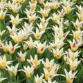 Buy Tulipa 'Johann Strauss' Bulbs online UK
