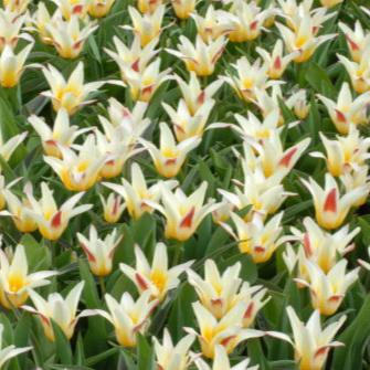 Buy Tulipa 'Johann Strauss' Bulbs online UK