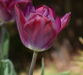 Buy Tulipa 'Kansas Proud' Bulbs online UK