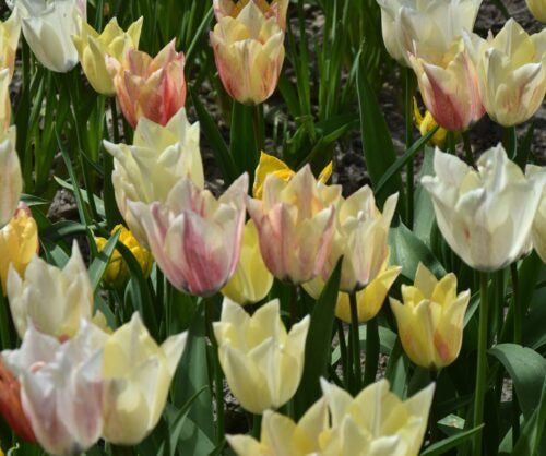 Buy Tulipa 'Karate' Bulbs online UK