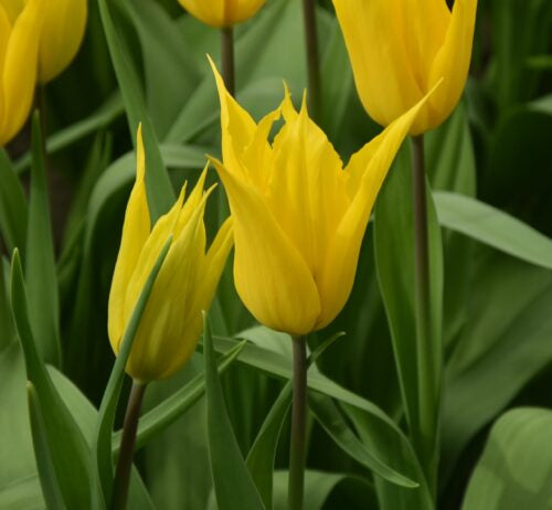 Buy Tulipa 'La Perla' Bulbs online UK