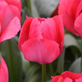 Buy Tulipa 'Lady Van Eijk' Bulbs online UK