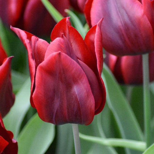 Buy Tulipa 'Lasting Love' Bulbs online UK
