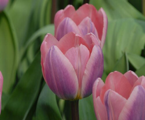 Buy Tulipa 'Light and Dreamy' Bulbs online UK