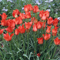 Buy Tulipa 'linifolia' Bulbs online UK