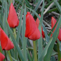 Buy Tulipa linifolia 'Red Hunter' online UK