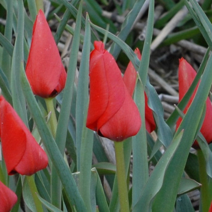 Buy Tulipa linifolia 'Red Hunter' online UK