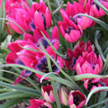 Buy Tulipa 'Little Beauty' Bulbs online UK