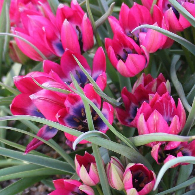 Buy Tulipa 'Little Beauty' Bulbs online UK