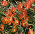 Buy Tulipa 'Little Princess' Bulbs online UK
