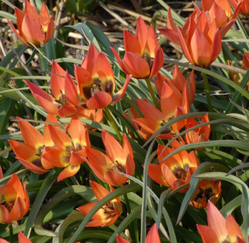 Buy Tulipa 'Little Princess' Bulbs online UK