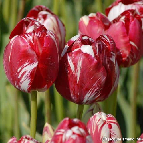 Buy Tulipa 'Mabel' Bulbs online UK