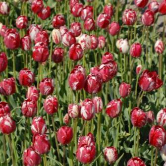 Buy Tulipa 'Mabel' Bulbs online UK