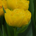 Buy Tulipa 'Marie Jo' Bulbs online UK