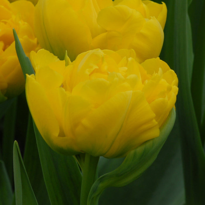 Buy Tulipa 'Marie Jo' Bulbs online UK