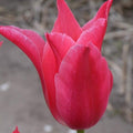 Buy Tulipa 'Mariette' Bulbs online UK