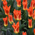 Buy Tulipa 'Mariss Jansons' Bulbs online UK