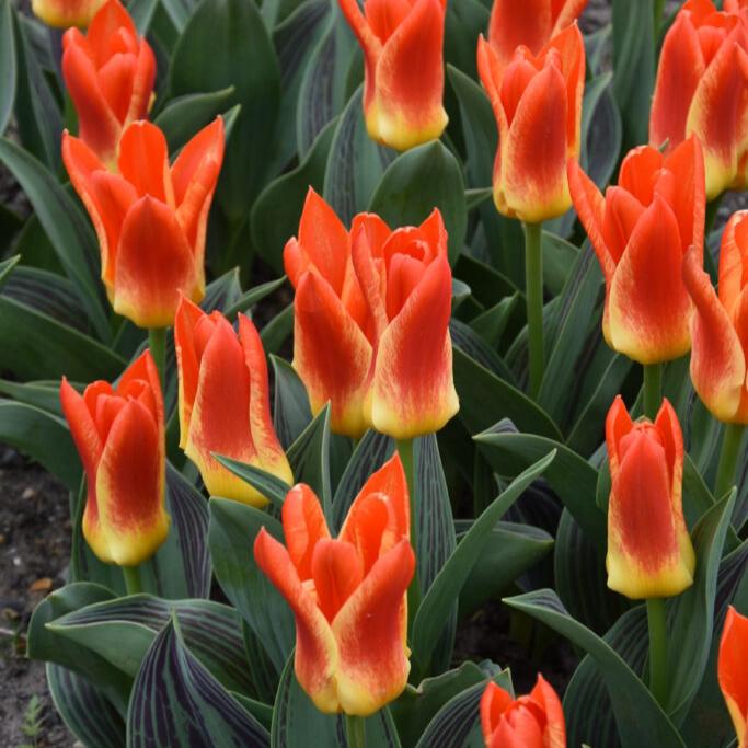 Buy Tulipa 'Mariss Jansons' Bulbs online UK
