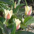 Buy Tulipa 'Mary Ann' Bulbs online UK