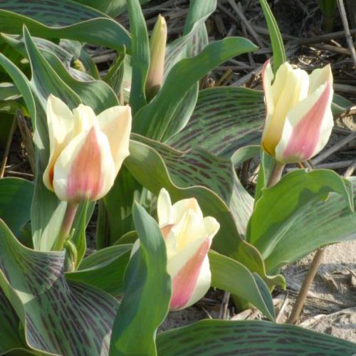 Buy Tulipa 'Mary Ann' Bulbs online UK