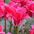 Buy Tulipa 'Memphis' Bulbs online UK