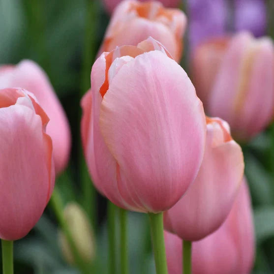 Buy Tulipa 'Menton' Bulbs online UK