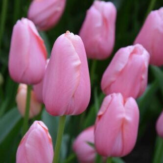 Buy Tulipa 'Menton' Bulbs online UK