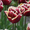 Buy Tulipa 'Mercure' Bulbs online UK
