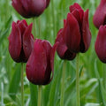 Buy Tulipa 'Merlot' Bulbs online UK
