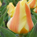 Buy Tulipa 'Miskodeed' Bulbs online UK