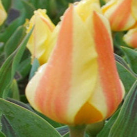 Buy Tulipa 'Miskodeed' Bulbs online UK