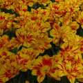 Buy Tulipa 'Monsella' Bulbs online UK