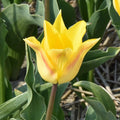 Buy Tulipa 'Moonblush' Bulbs online UK