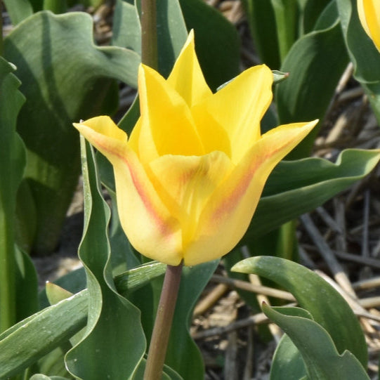 Buy Tulipa 'Moonblush' Bulbs online UK