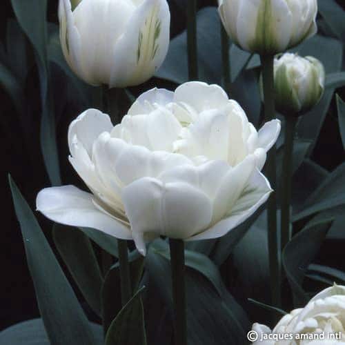 Buy Tulipa 'Mount Tacoma' Bulbs online UK