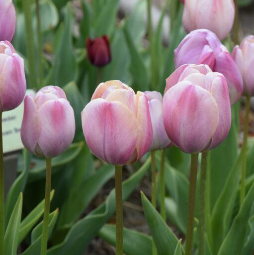 Buy Tulipa 'Mrs Harold l Pratt' Bulbs online UK