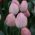 Buy Tulipa 'Mystic Van Eijk' Bulbs online UK