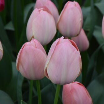 Buy Tulipa 'Mystic Van Eijk' Bulbs online UK