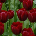 Buy Tulipa 'National Velvet' Bulbs online UK