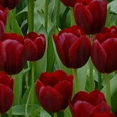 Buy Tulipa 'National Velvet' Bulbs online UK